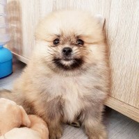 Горен кухненски шкаф с една врата Вега 1